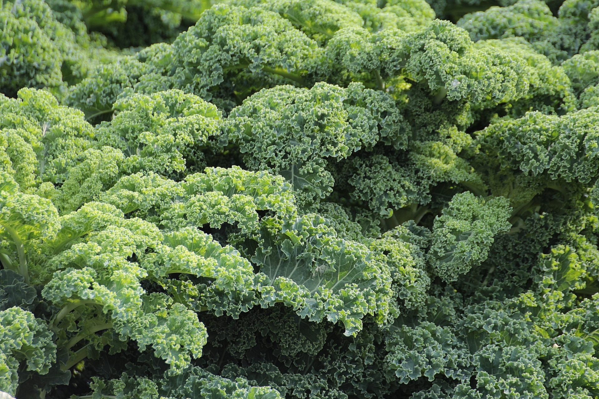 Kale, el súper alimento que está de moda